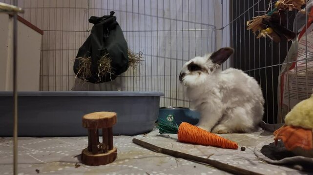 Adorable lionhead bunny playing indooors with a carro toy and grooms herself. High quality 4k footage