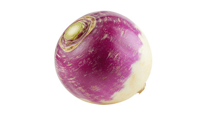 Vivid Purple and White Turnip with Green Stem Detail Freshly Harvested