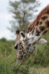 close up of a giraffe in serengeti, tanzania from wildlife safari