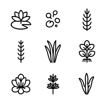 Aquatic Plant Icons. Outline icon set of aquatic plant species: water lily, duckweed, hornwort, anacharis, vallisneria, water