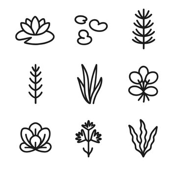 Aquatic Plant Icons. Outline icon set of aquatic plant species: water lily, duckweed, hornwort, anacharis, vallisneria, water