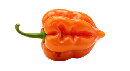 Wrinkled Orange Habanero Pepper with Curving Green Stem CloseUp.