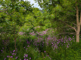 Wildflowers Blooming in Lush Forest Clearing