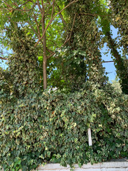 Lush green hedge made of climbing vines covers fence, forming natural screen and creating sense of privacy and tranquility, ideal for background, nature, and eco themes