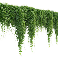 Cascading green ivy vine with lush leaves hanging down, isolated on a white background.
