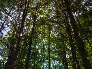 Upward View of Pine Trees in Dense Forest Canopy