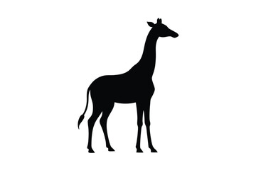 Graceful giraffe browsing leaves from tall trees silhouette Vector illustration