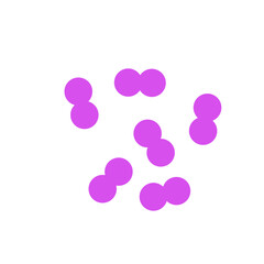 pneumococcal infection vector