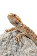 Bearded dragon basking on a warm rock in a terrarium with clean white background