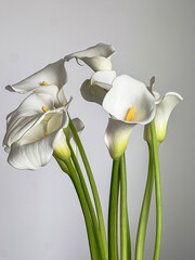 White Calla Lilies on Neutral Background