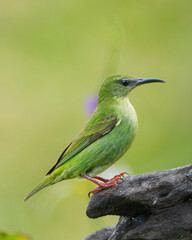 Red-legged Honeycreeper (Female)