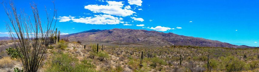 Saguaro National Park
