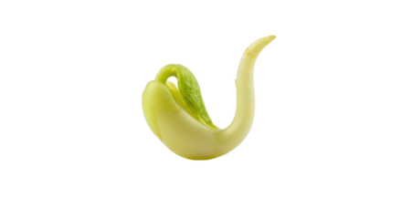 Sprouting Bean Seedling with Emerging Cotyledons and Plumule