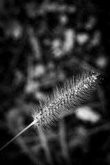 close up of fern