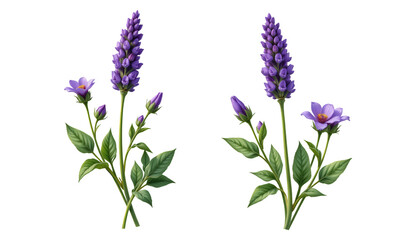 Fototapeta premium Vibrant Purple Flowers with Green Leaves Displaying Natural Beauty in Floral Arrangement