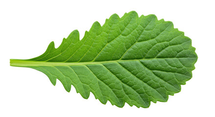 Fototapeta premium Vibrant Green Leaf with Intricate Veining and Scalloped Edge