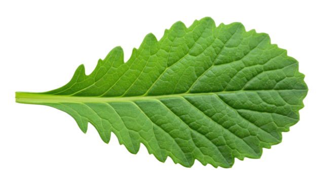 Vibrant Green Leaf with Intricate Veining and Scalloped Edge