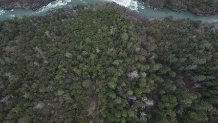 Raging River Splitting the Forest From Above