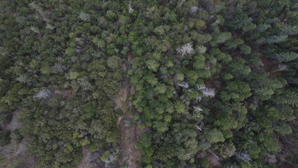 Sharp Canyon and Forest Overhead Perspective