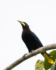 Chestnut-headed Oropendola