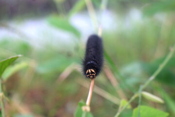 caterpillar on a leaf