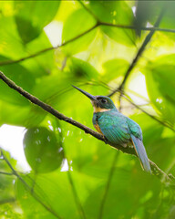 Rufous-tailed Jacamar