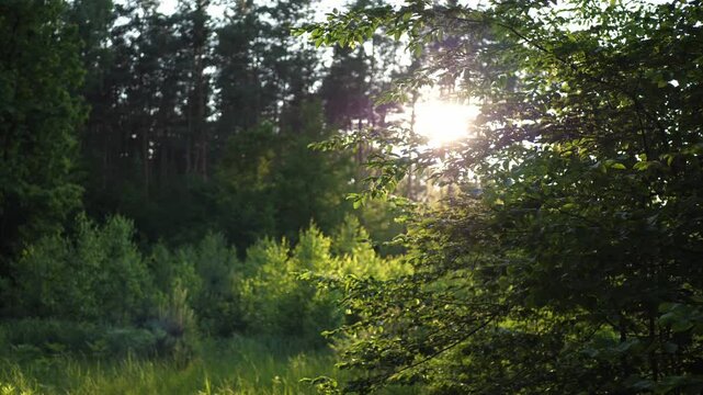 Serene forest landscape during golden hour on a sunny evening. Sunlight highlights flying insects near shrubs, while birds sing in the background. Peaceful and atmospheric nature scene.