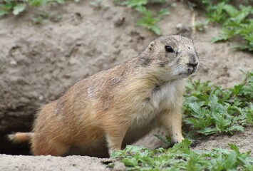 A Prairie dog - herbivorous burrowing ground squirrel native to the grasslands of North America.