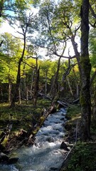 Obraz premium Stream in a Green Forest