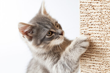 Adorable gray kitten sharpening its claws on a cardboard scratching post