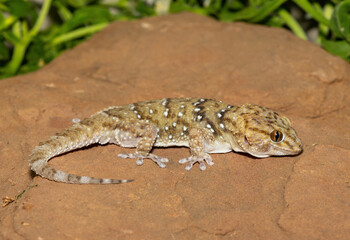 A beautiful Bibron's Thick-toed Gecko (Chondrodactylus bibronii), also known as Bibron's sand...