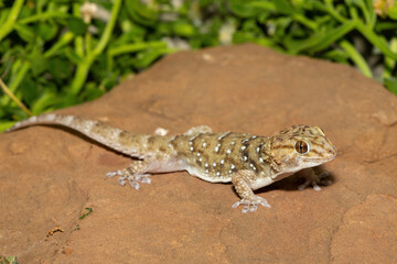 A beautiful Bibron's Thick-toed Gecko (Chondrodactylus bibronii), also known as Bibron's sand...