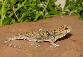A beautiful Bibron's Thick-toed Gecko (Chondrodactylus bibronii), also known as Bibron's sand...