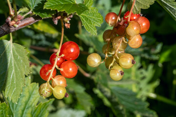 Vibrant red and green currants on branches, showcasing ripening stages and natural imperfections....