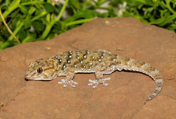 A beautiful Bibron's Thick-toed Gecko (Chondrodactylus bibronii), also known as Bibron's sand...