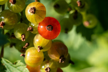 Nearly ripe red currant in sharp focus, bathed in vibrant evening sunlight, creating dynamic...