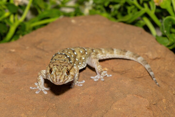 A beautiful Bibron's Thick-toed Gecko (Chondrodactylus bibronii), also known as Bibron's sand...