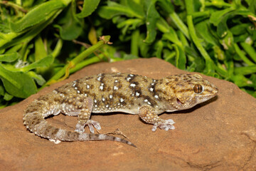 A beautiful Bibron's Thick-toed Gecko (Chondrodactylus bibronii), also known as Bibron's sand...