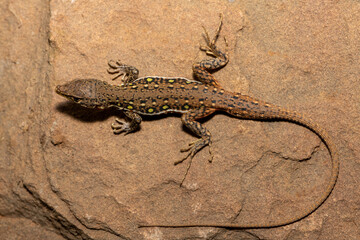 A beautiful common sand lizard (Pedioplanis lineoocellata), also known as the ocellated sand lizard, and the spotted sand lizard, in the wild in the Eastern Cape, South Africa