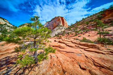 Lone Pine on Red Sandstone with Navajo Formations and Cliff Low Angle Perspective
