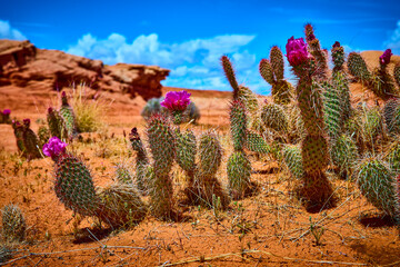 Blooming Prickly Pear Cactus with Magenta Flowers in Arizona Desert Sunlight