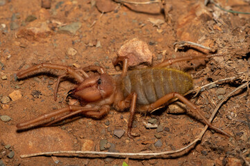 Close-up of a beautiful Red-legged solifuge (Solpugema sp) looking for food in the wild in the Eastern Cape, South Africa