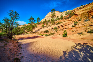 Sandstone Hills and Pine Trees Over Rippling Desert Sand Eye Level Perspective