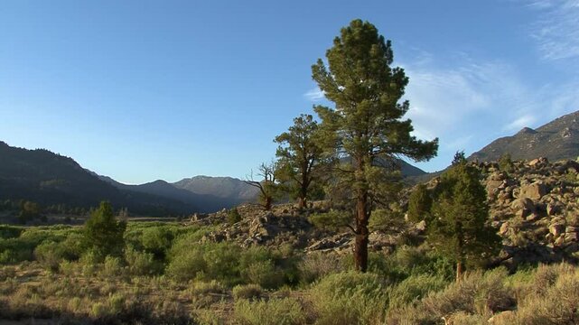 The wind blows across a high country valley of California's Eastern Sierra Nevada mountains.  The surrounding mountains are thick with pines but the valley floor is covered with grass and brush.