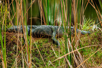 Meritt Island National Wildlife Refuge, Florida