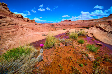 Desert Sandstone Formations and Blooming Cactus Flower with Puddle Eye Level View