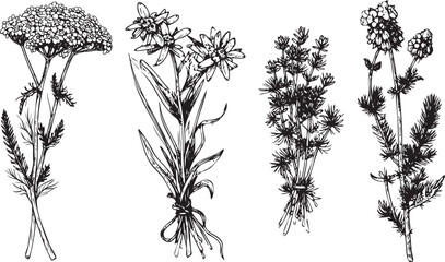 Vintage Botanical Illustrations of Plants