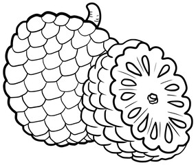 Custard Apple Vector Fruit Outline Line Art Drawing