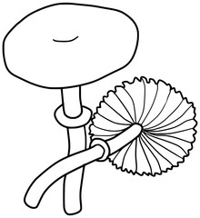 Conocybe Filaris Mushroom Vector Outline Line Art Drawing