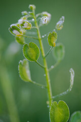 White flowers of the shepherd's purse and drops of morning dew.
